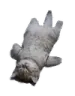 CIcatdead CIcatdead