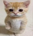 b_cat_oioi