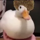 duckroo