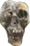 skull2