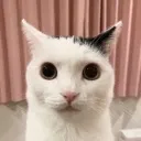 bro