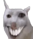 teef