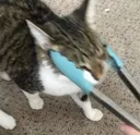 tongedcat