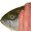 fishpatpat2