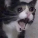 FG_cryingcat1