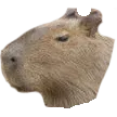capystare capystare