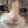 Cat_cry