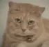 Cat_OhNoSad