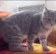 CatSilly_Fall