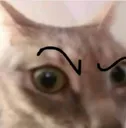 CatSus_1