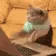 cattype