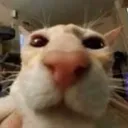 Cat_Intimidation2