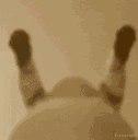 gt_Discohump