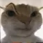 hmmcat hmmcat