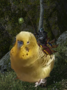 chonkychocobo Discord emoji