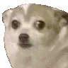 dogtremble dogtremble