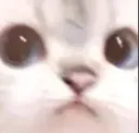 cat Discord Emoji