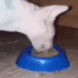 EatEatEat