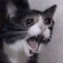 sadcat sadcat