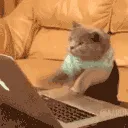 emoteacattyping