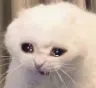 UN_CatSad