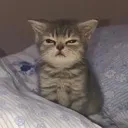 MadCat