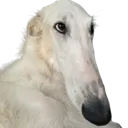 dogwithlongface