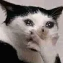 catshocked