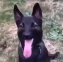 gus gus