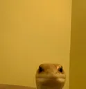 LizardBrain LizardBrain