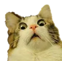 A_Cat_Shocked