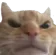 Angry Cat angry_cat Discord Emoji