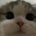 closekitty