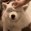 dog_pat Discord emoji