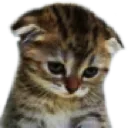 MiscCatSad