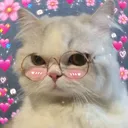 kucing_malu