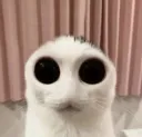 CRACKWAGOOBEL CRACKWAGOOBEL