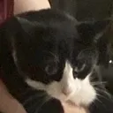 ezrascat Discord Emoji