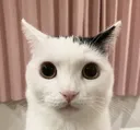 perplexed perplexed