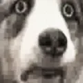 wufferflashback