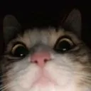 catWhat