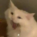 aaaaaaaaa