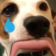 sammeSAD