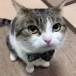CItuxcat CItuxcat