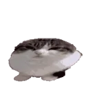 CIwawamiserycat CIwawamiserycat