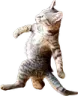 CIwalk CIwalk