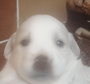 perrita Discord emoji