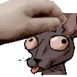 pet