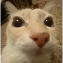 wat