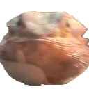 dog2
